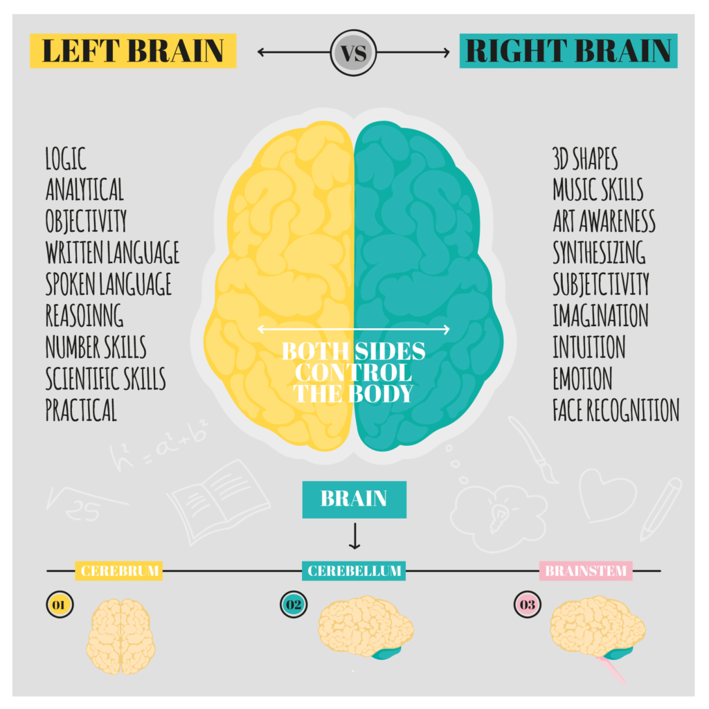 Left brain / right brain lobes